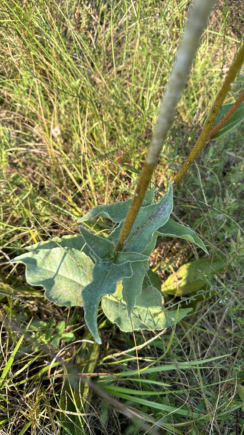 Slender Rosinweed photo 8