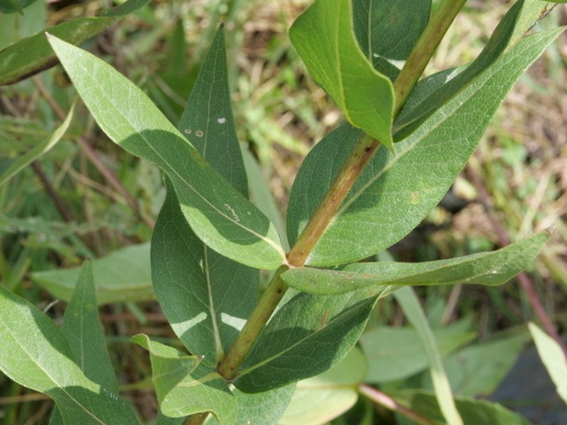 Wholeleaf Rosinweed photo 2