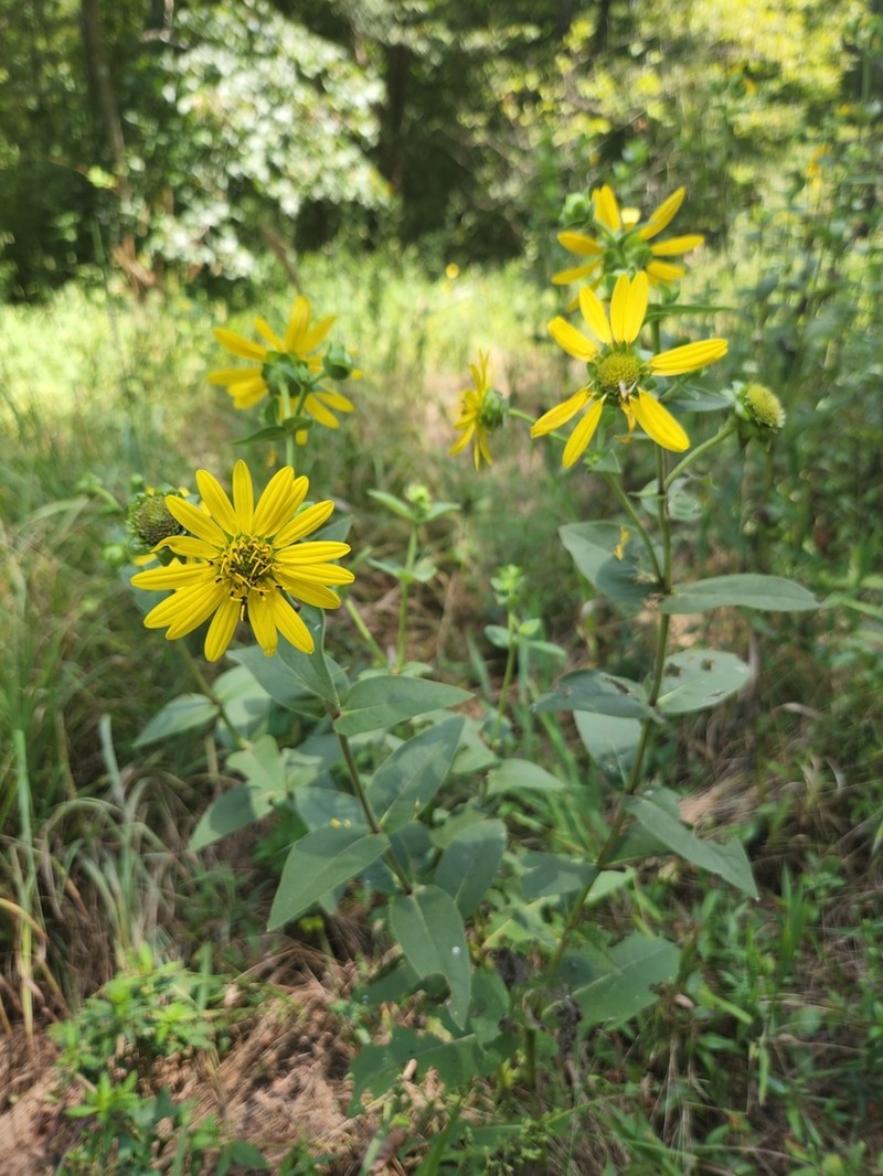Wholeleaf Rosinweed photo 3