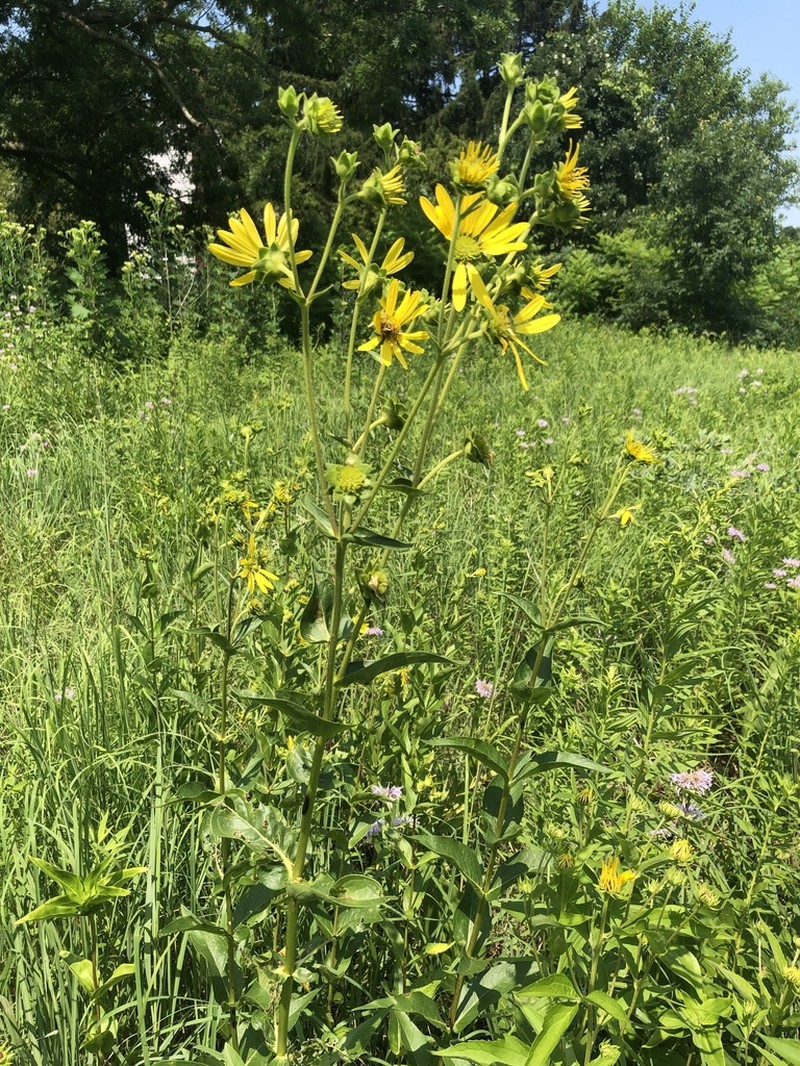 Wholeleaf Rosinweed photo 4