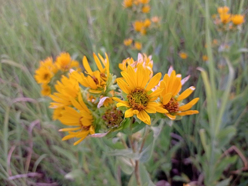 Wholeleaf Rosinweed photo 6