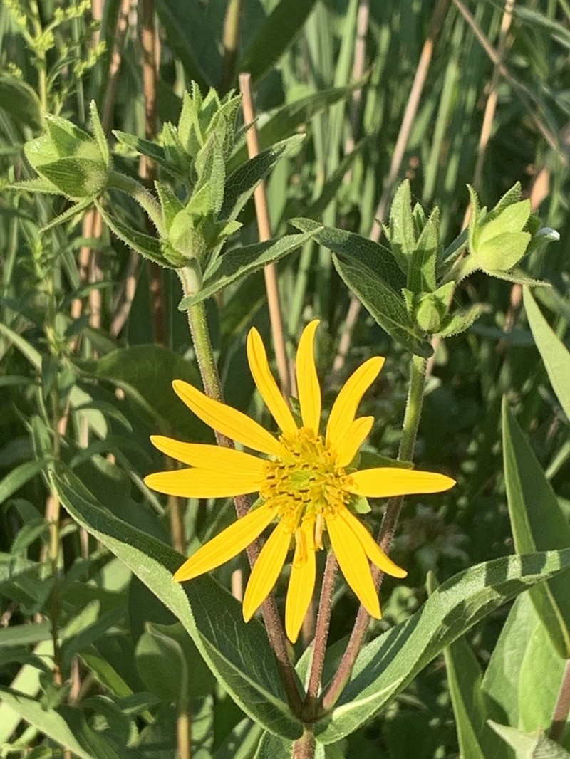 Wholeleaf Rosinweed photo 7