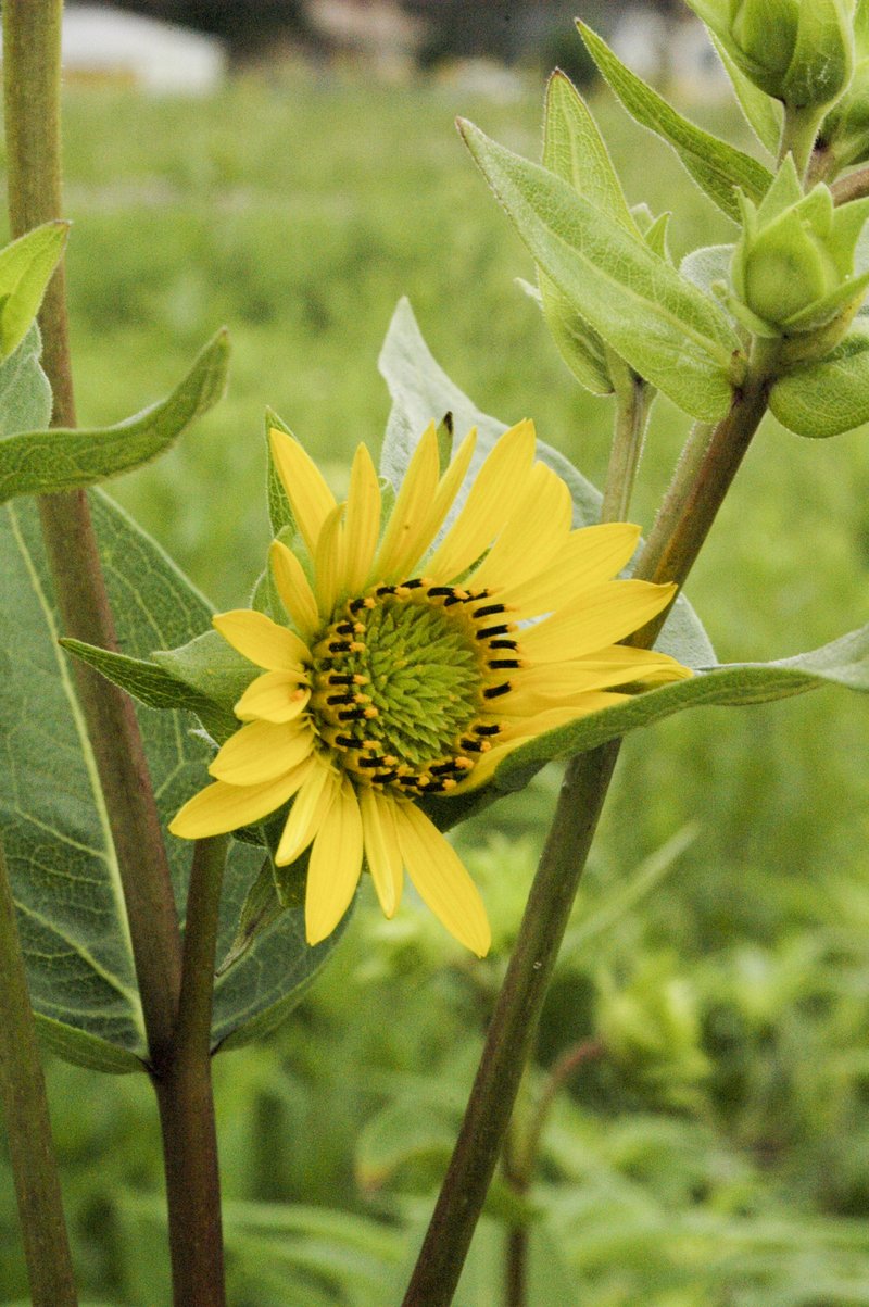 Wholeleaf Rosinweed