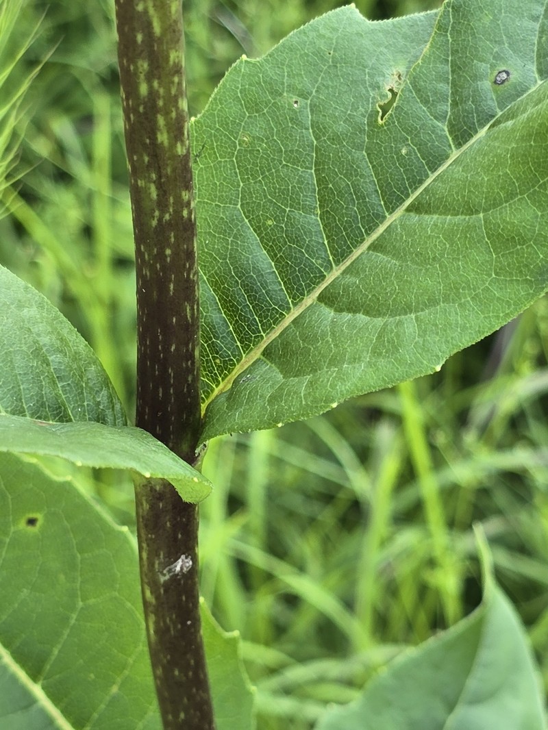 Silphium integrifolium var. gattingeri