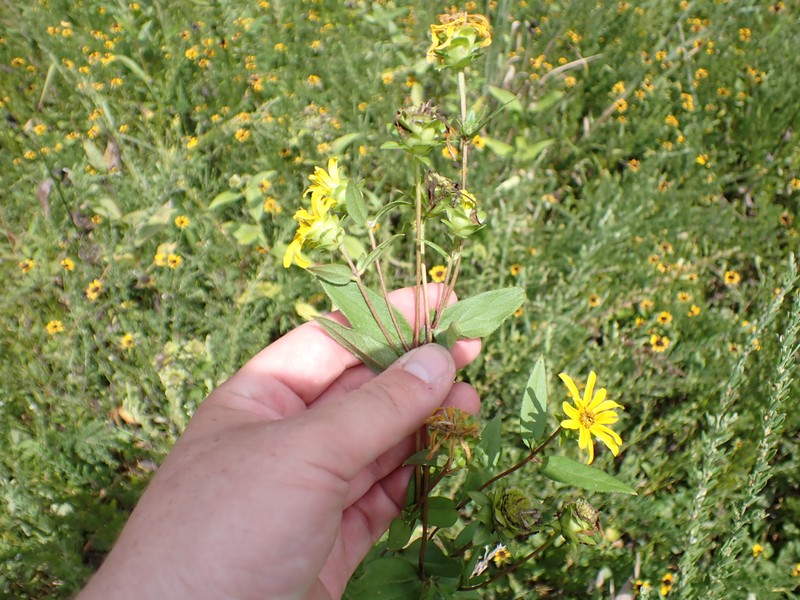 Silphium integrifolium var. gattingeri photo 2
