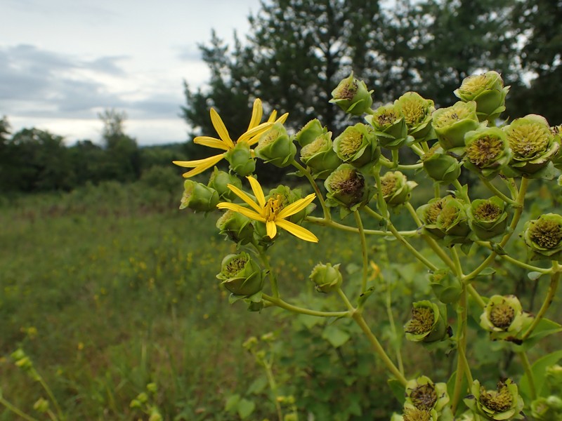 Silphium integrifolium var. gattingeri photo 3