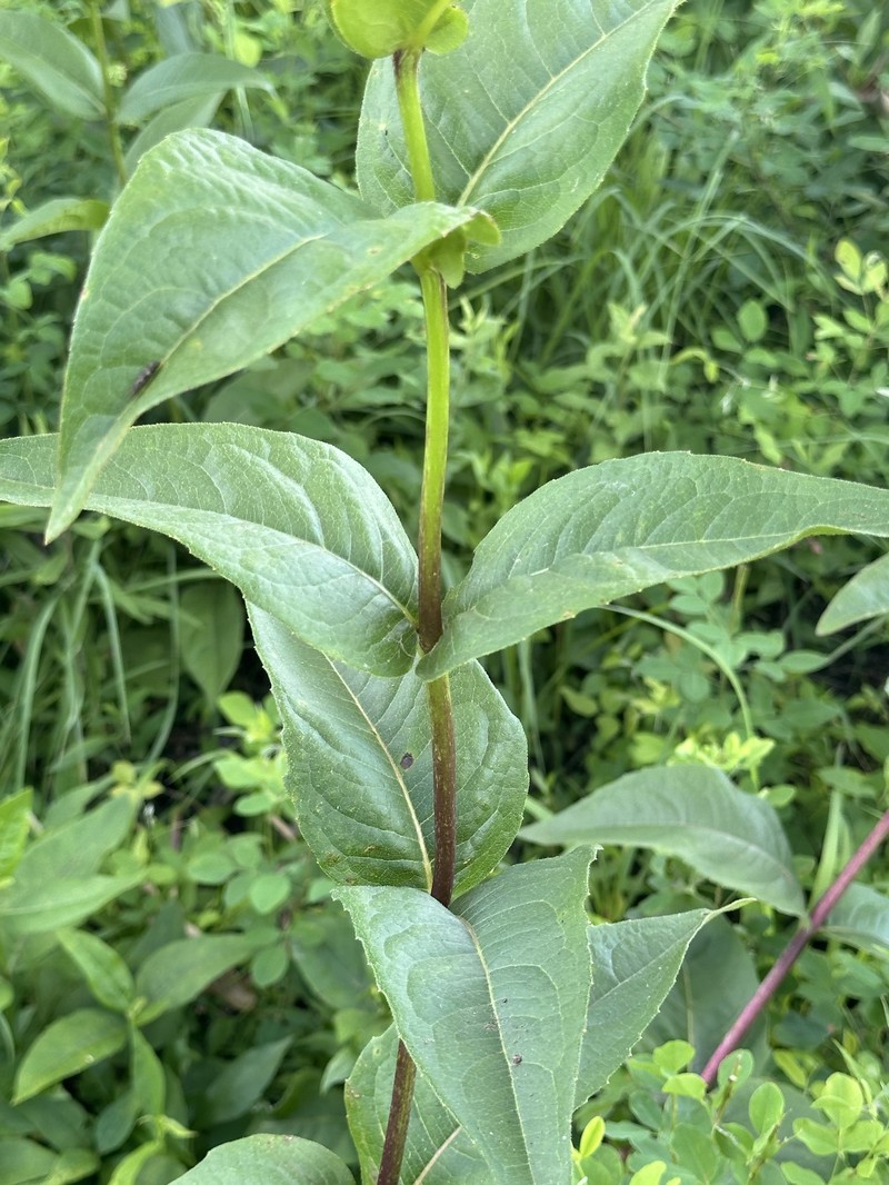Silphium integrifolium var. gattingeri photo 4