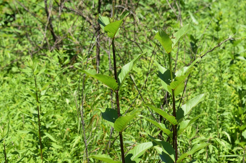 Silphium integrifolium var. gattingeri photo 5