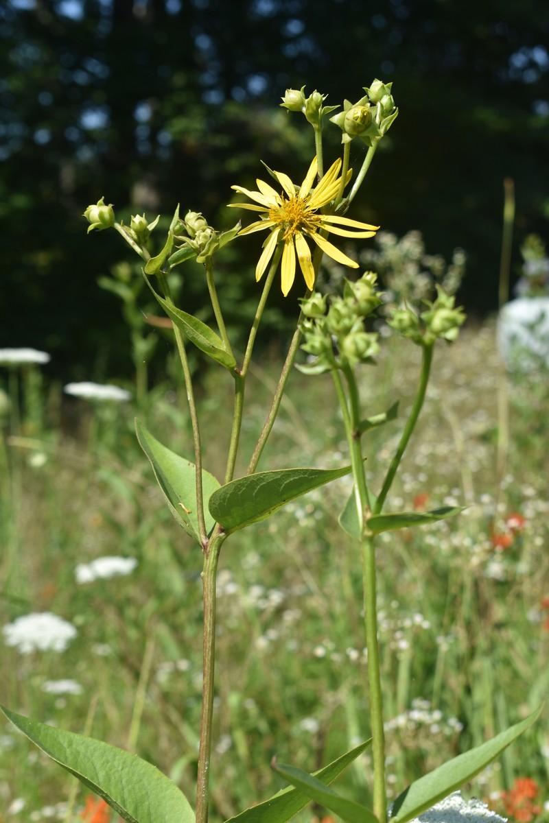Silphium integrifolium var. gattingeri photo 6