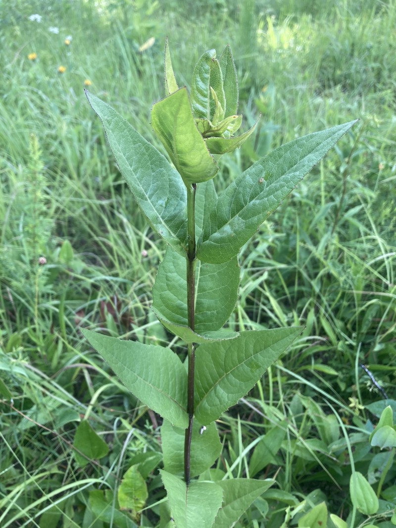 Silphium integrifolium var. gattingeri photo 7