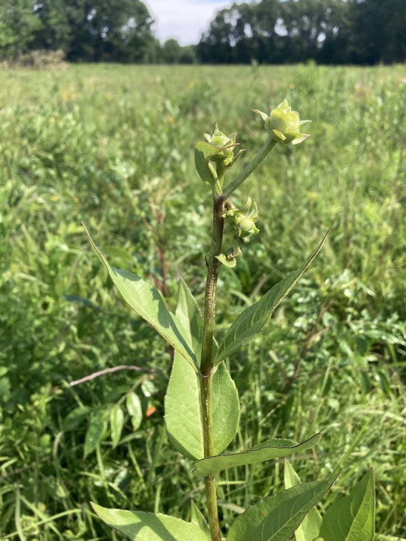 Silphium integrifolium var. gattingeri photo 8