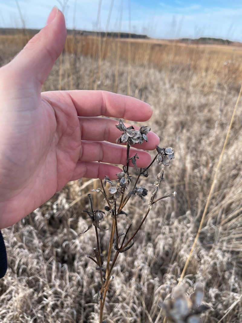 Silphium integrifolium var. integrifolium