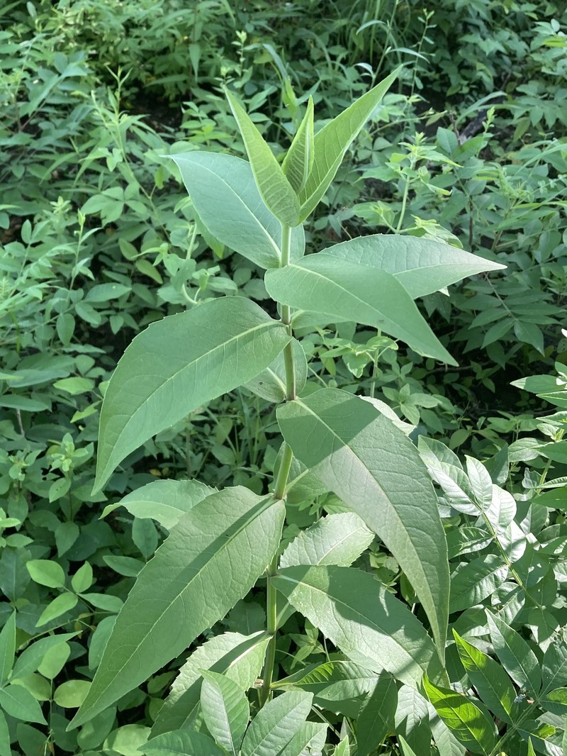 Silphium integrifolium var. integrifolium photo 2
