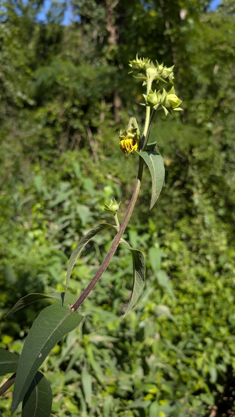 Silphium integrifolium var. integrifolium photo 3