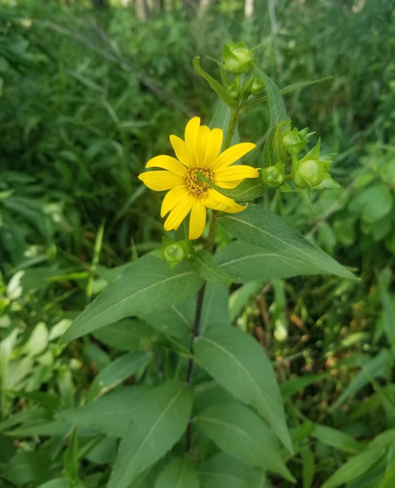 Silphium integrifolium var. integrifolium photo 4