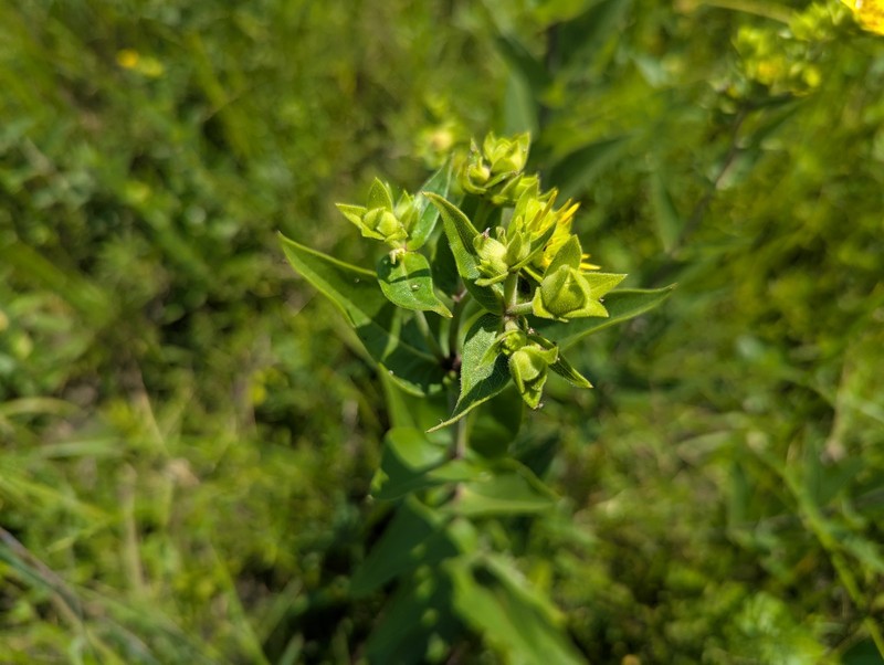 Silphium integrifolium var. integrifolium photo 5
