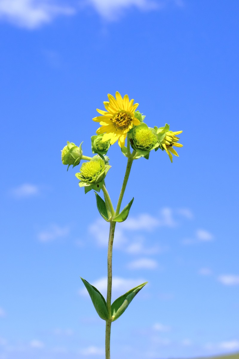 Silphium integrifolium var. integrifolium photo 6