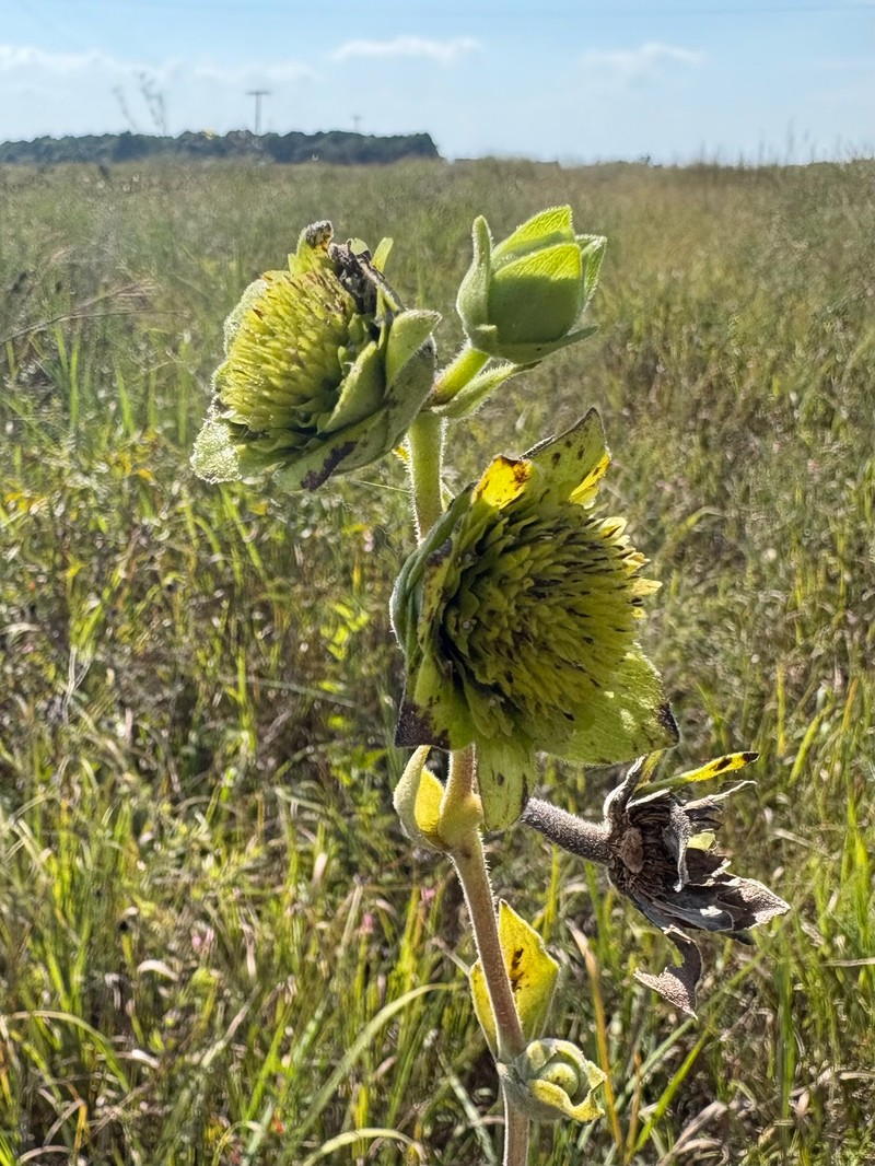 Silphium integrifolium var. integrifolium photo 7