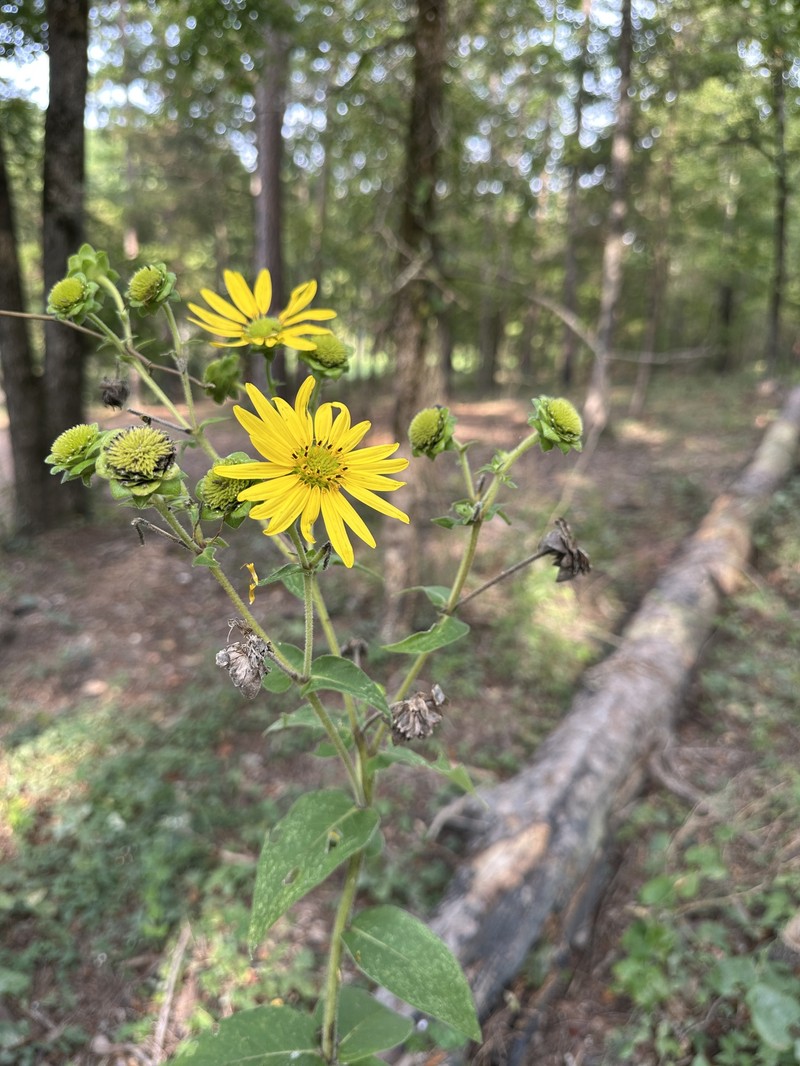 Silphium integrifolium var. integrifolium photo 8