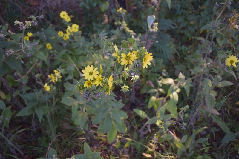 Mohr's Rosinweed photo 2