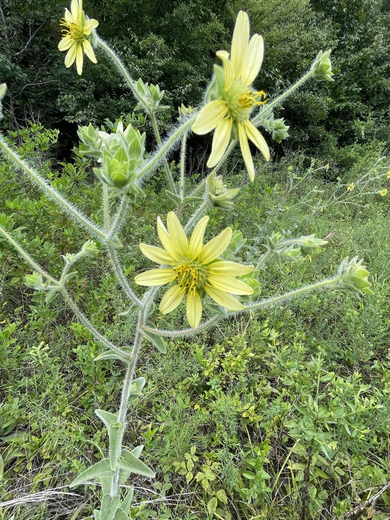 Mohr's Rosinweed photo 3