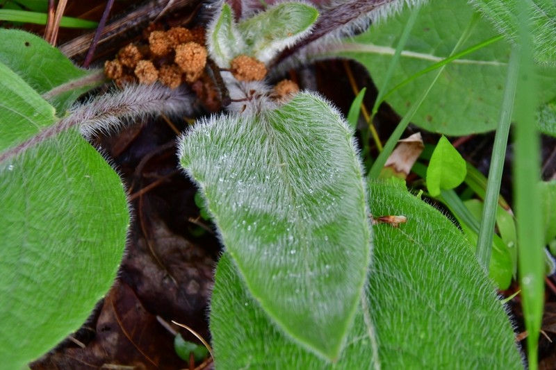 Mohr's Rosinweed photo 4