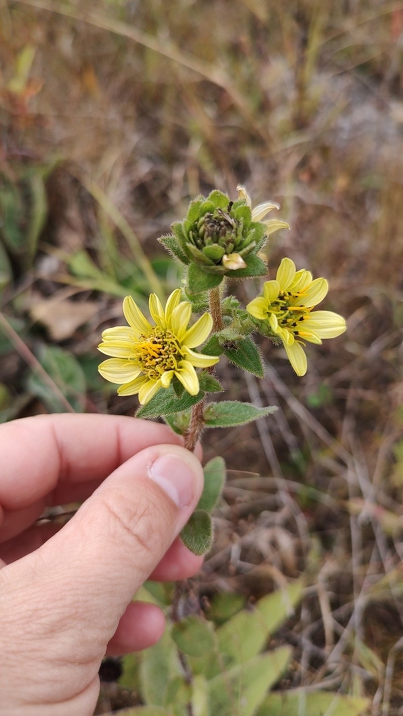 Mohr's Rosinweed photo 5