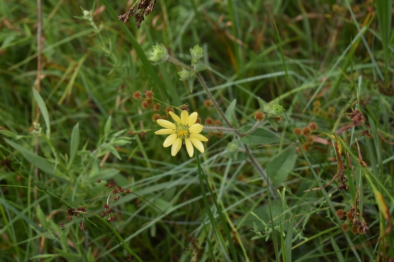 Mohr's Rosinweed photo 6