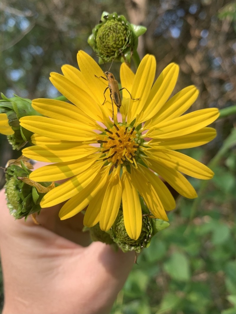 Cup Plant photo 5