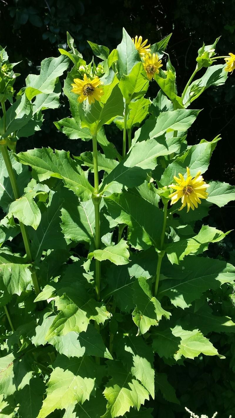 Cup Plant photo 6