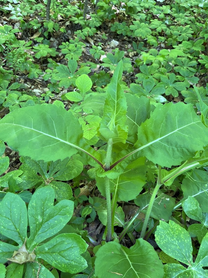 Cup Plant photo 7