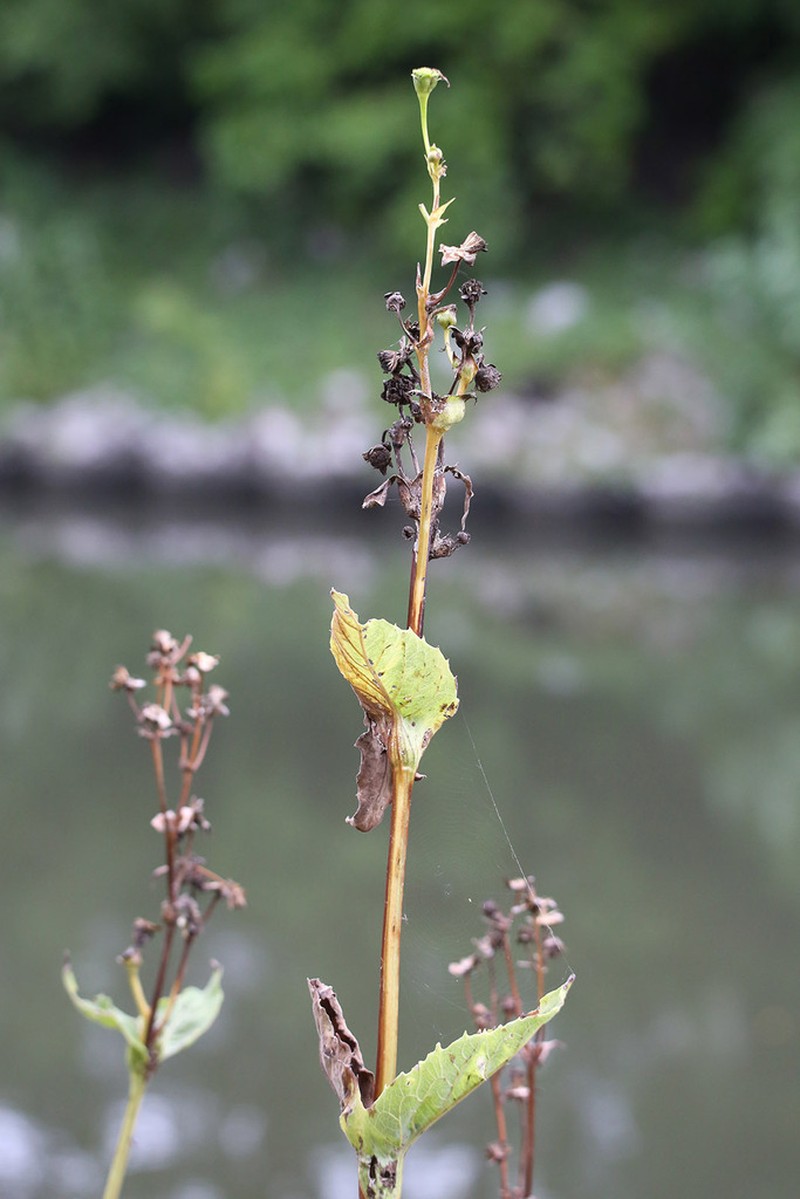 Cup Plant photo 8