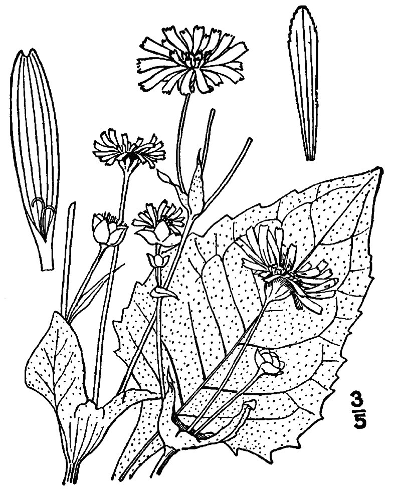 Cup Plant photo 2