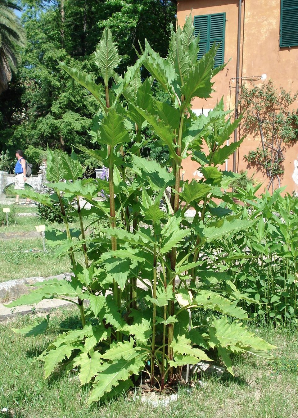 Cup Plant photo 7