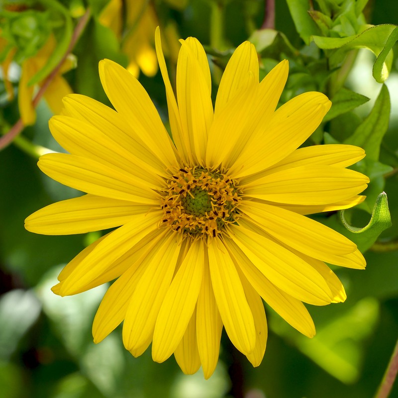 Cup Plant photo 3
