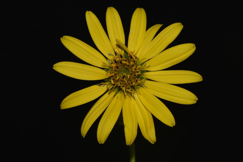 Old Cahaba Rosinweed
