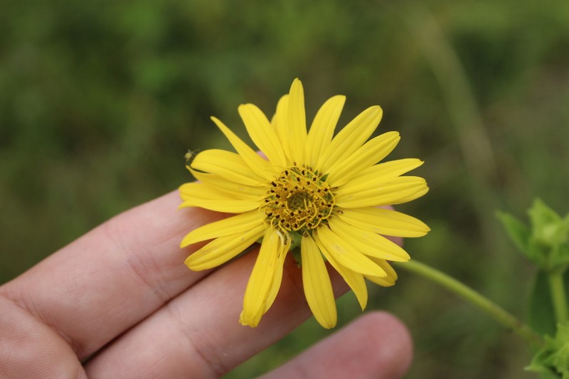 Old Cahaba Rosinweed photo 2