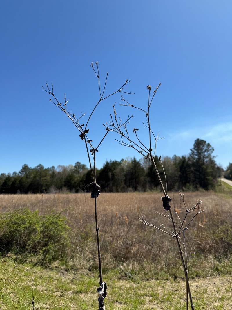Old Cahaba Rosinweed photo 5