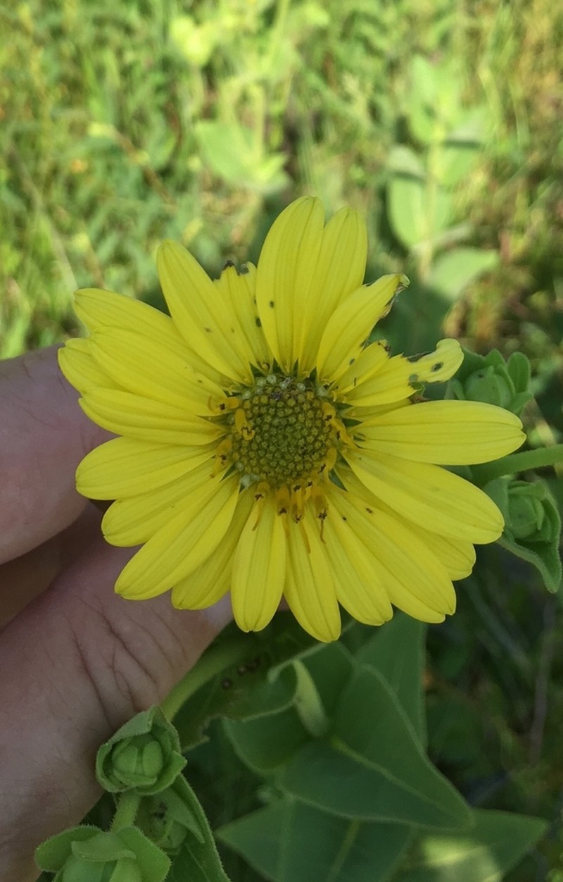 Old Cahaba Rosinweed photo 7