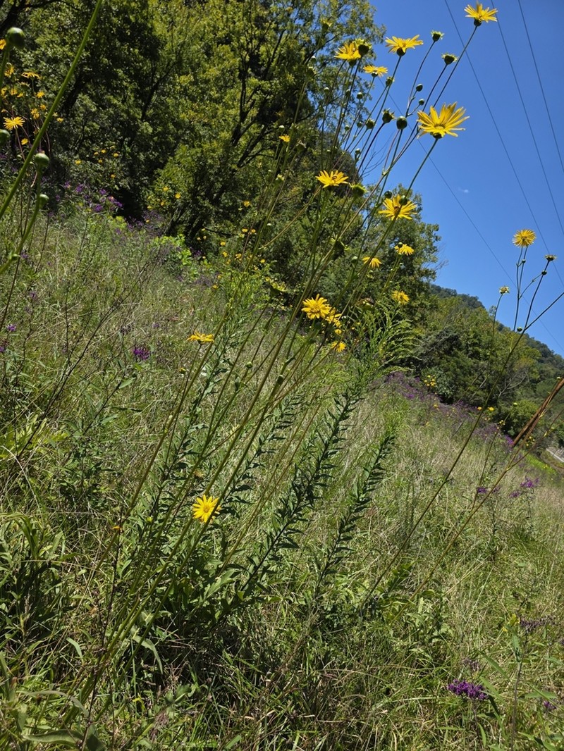 Tansy Rosinweed photo 5