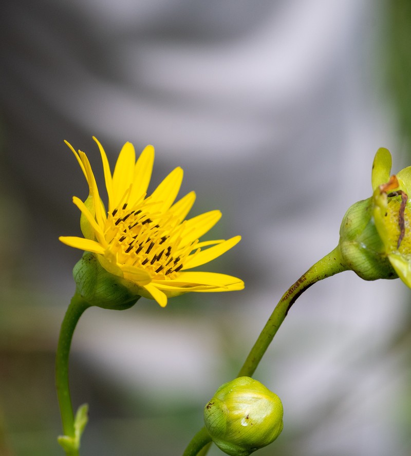 Tansy Rosinweed photo 6