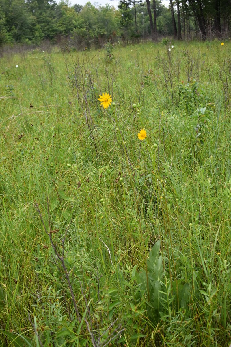 Tansy Rosinweed photo 7