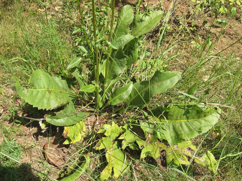 Tansy Rosinweed photo 8