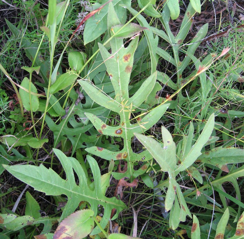 Tansy Rosinweed