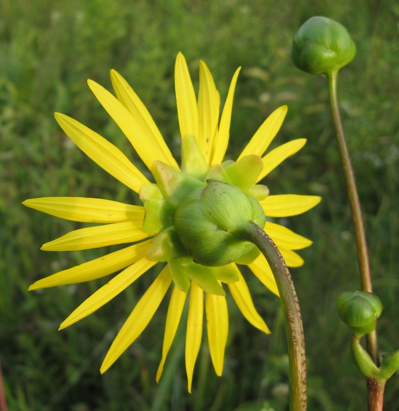 Tansy Rosinweed photo 2