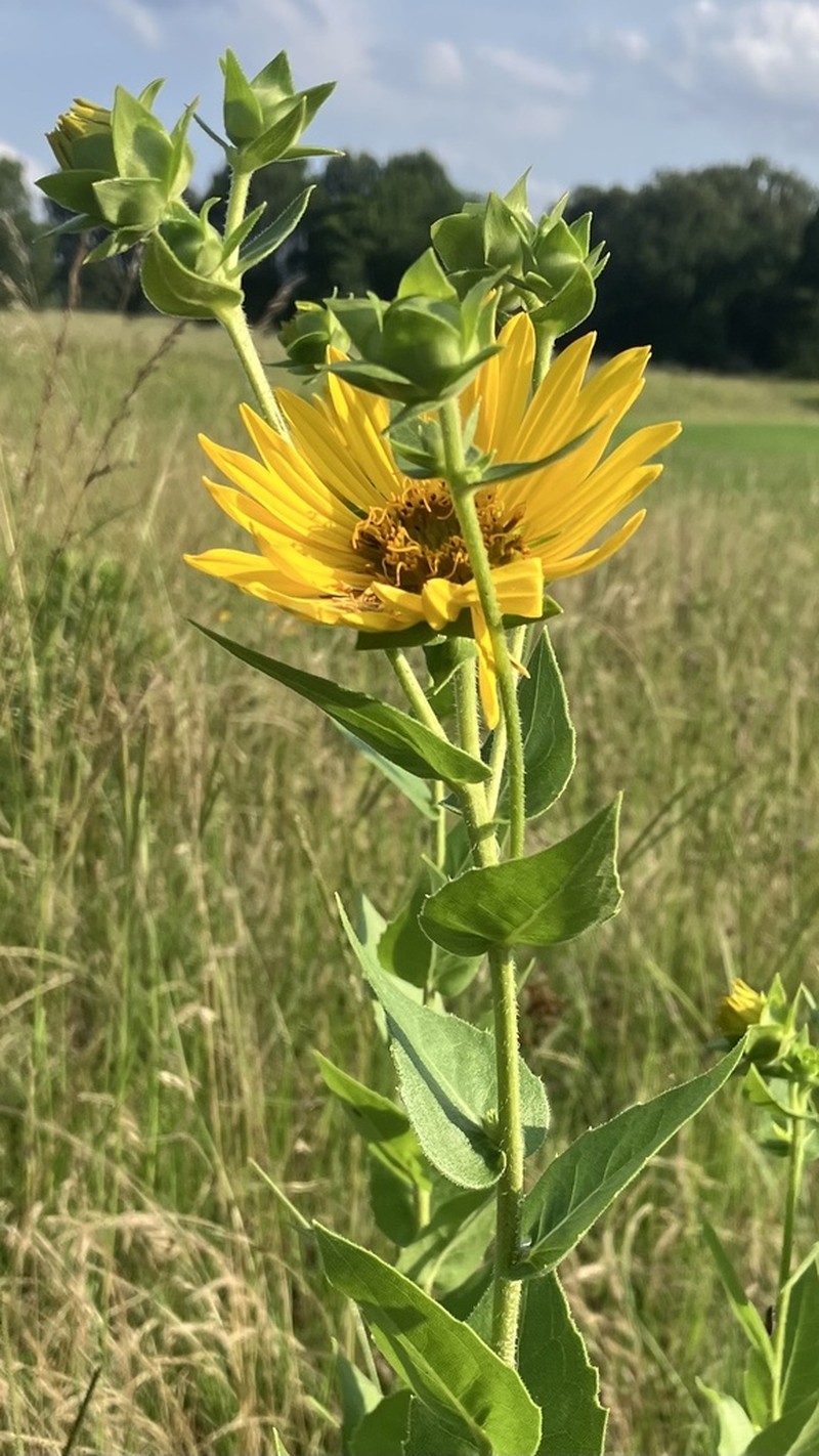 Roughstem Rosinweed photo 4