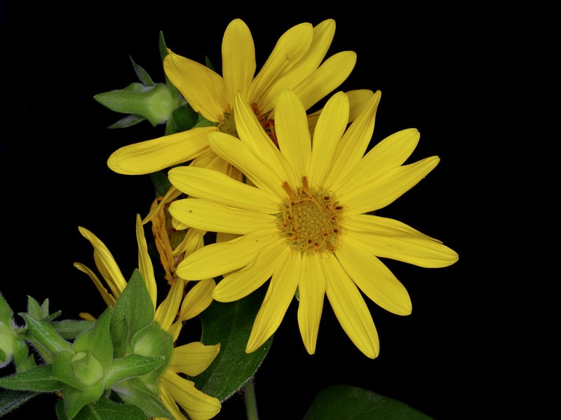 Roughstem Rosinweed photo 5