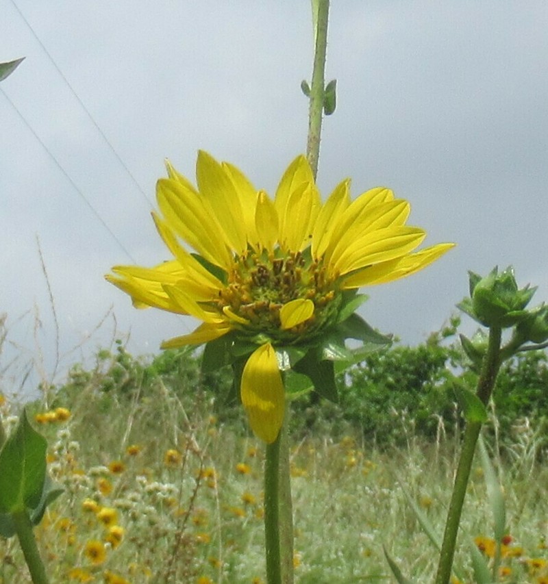 Roughstem Rosinweed photo 8