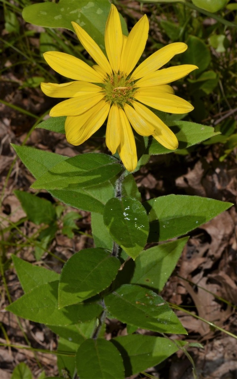 Reverchon's Rosinweed photo 5
