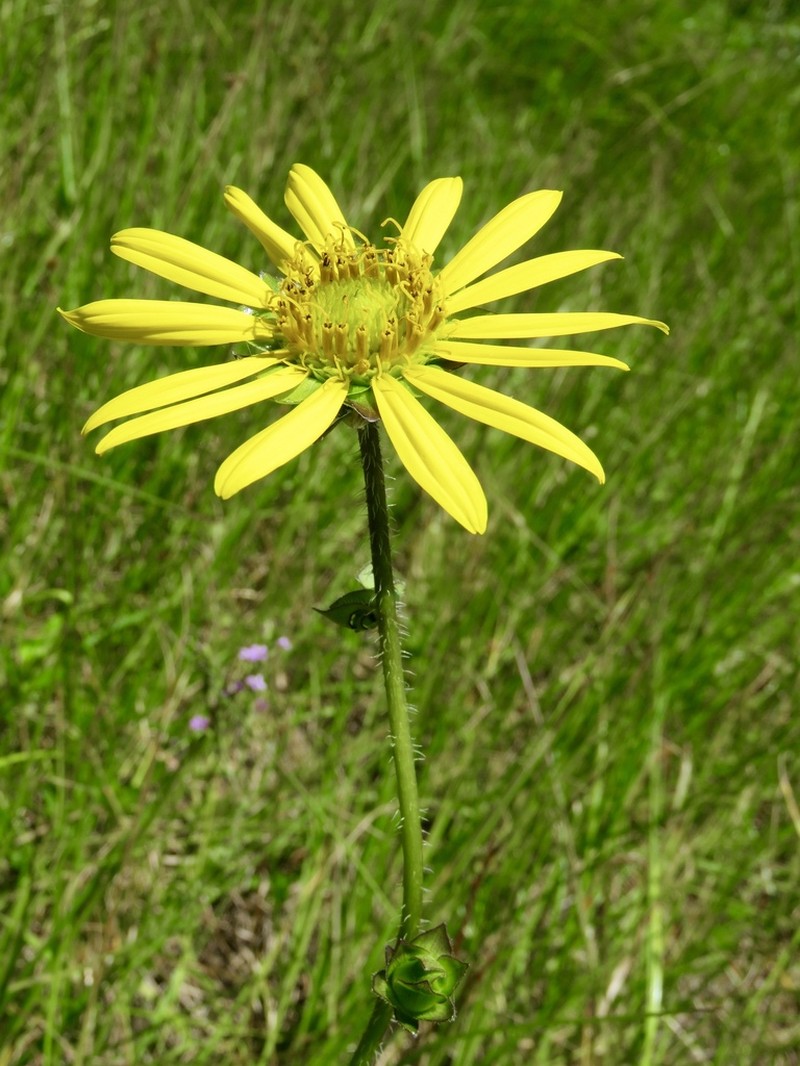 Reverchon's Rosinweed photo 6